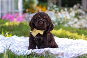 Kash - puppy for sale