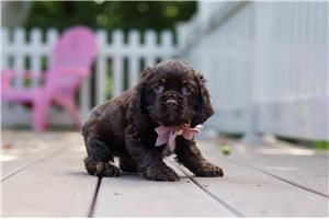 Estelle - Cocker Spaniel for sale