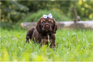 Dibby - puppy for sale