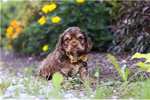 Eric - puppy for sale