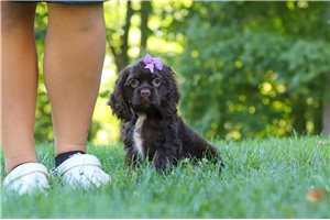 Estelle - Cocker Spaniel for sale