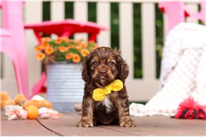 Ranger - puppy for sale