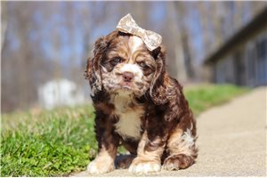 Imani - puppy for sale