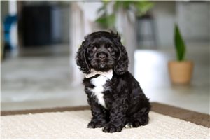 Jillian - Cocker Spaniel for sale