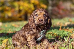 Carter - Cocker Spaniel for sale