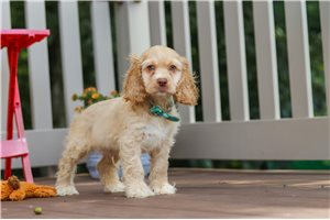 Rainier - Cocker Spaniel for sale