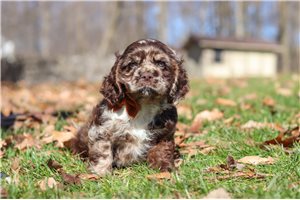 Ihor - puppy for sale