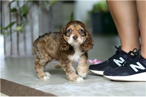 Johanna - Cocker Spaniel for sale