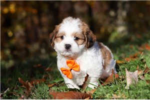 Bradley - Shichon for sale