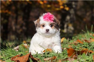 Brooke - puppy for sale