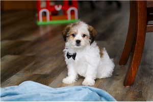 Brody - Shichon for sale