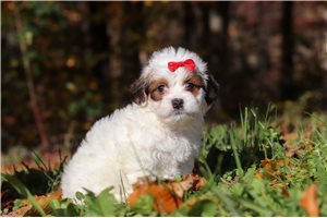 Bree - Shichon for sale