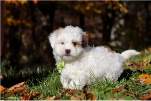 Burt - Shichon for sale