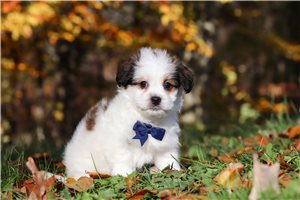 Benny - Shichon for sale