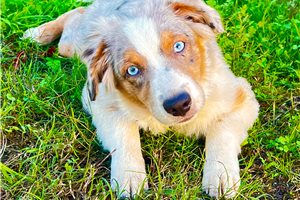 Omega - Miniature Australian Shepherd for sale