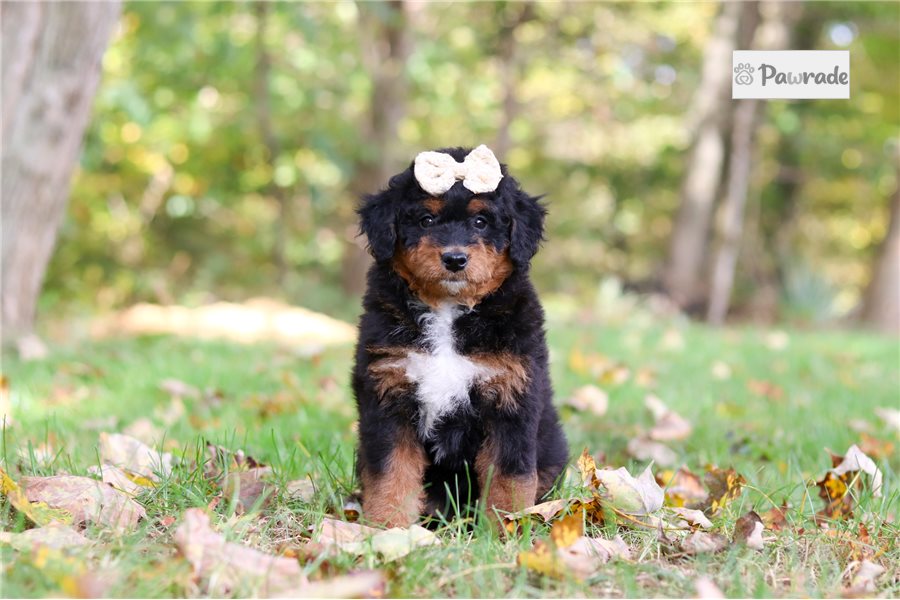 Taka - Mini Bernedoodle for sale