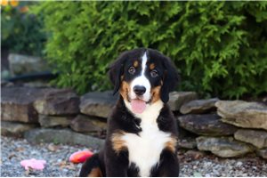 Calvin - Bernese Mountain Dog for sale