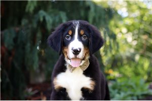 Carlito - Bernese Mountain Dog for sale
