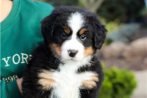 Kayden - Bernese Mountain Dog for sale