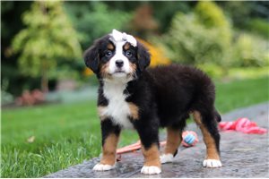 Camden - puppy for sale