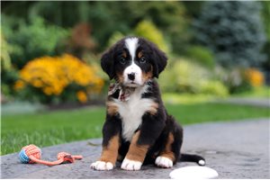 Calum - Bernese Mountain Dog for sale