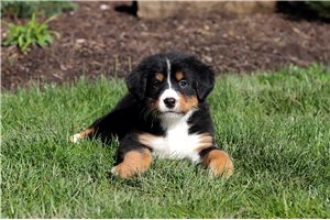 Kinsley - puppy for sale