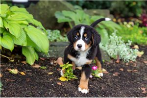 Carlito - puppy for sale