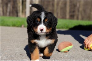 Kevin - puppy for sale