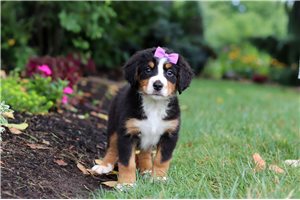 Cameo - puppy for sale