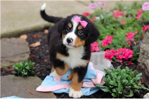 Calista - puppy for sale