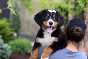 Kinsley - Bernese Mountain Dog for sale