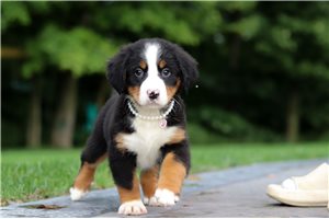 Callie - puppy for sale