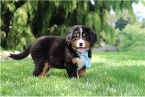 Kevin - Bernese Mountain Dog for sale