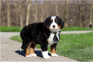 Knox - puppy for sale