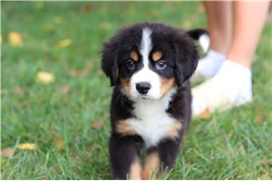 Cami - Bernese Mountain Dog for sale