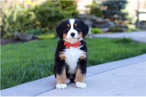 Kayla - Bernese Mountain Dog for sale