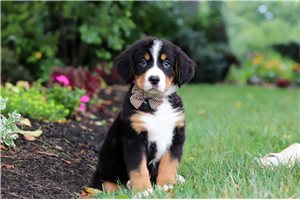 Calvin - Bernese Mountain Dog for sale
