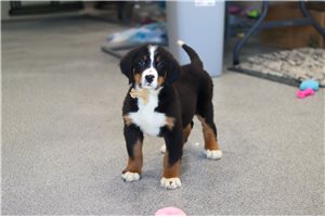 Calum - Bernese Mountain Dog for sale