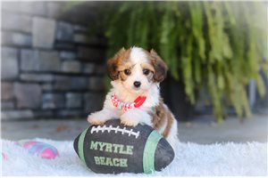 Salvatore - Cavachon for sale