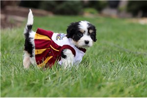 Layla - Cavachon for sale