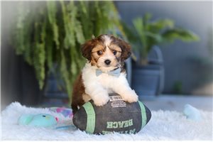 Saint - Cavachon for sale