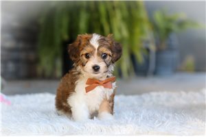 Sammy - Cavachon for sale