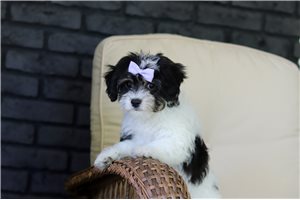 Cleo - Cavachon for sale