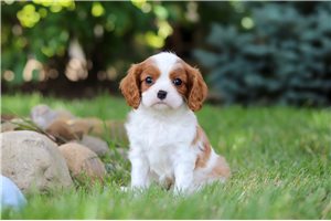 Benny Boy - Cavalier King Charles Spaniel for sale