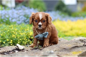 Nitro - Cavalier King Charles Spaniel for sale