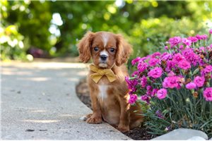 Nitro - Cavalier King Charles Spaniel for sale