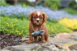 Nitro - Cavalier King Charles Spaniel for sale