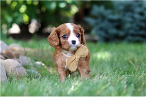 Baxter - Cavalier King Charles Spaniel for sale