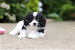 Franklin - Cavapoo for sale