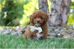Giselle - Cavapoo for sale